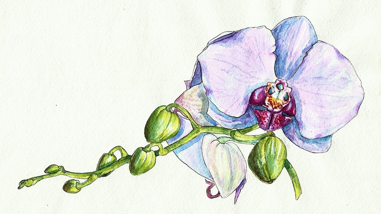 750x422 Watercolor Realistic Orchid Painting Step By Step Workshop Udemy - Orchid Paintings Watercolor