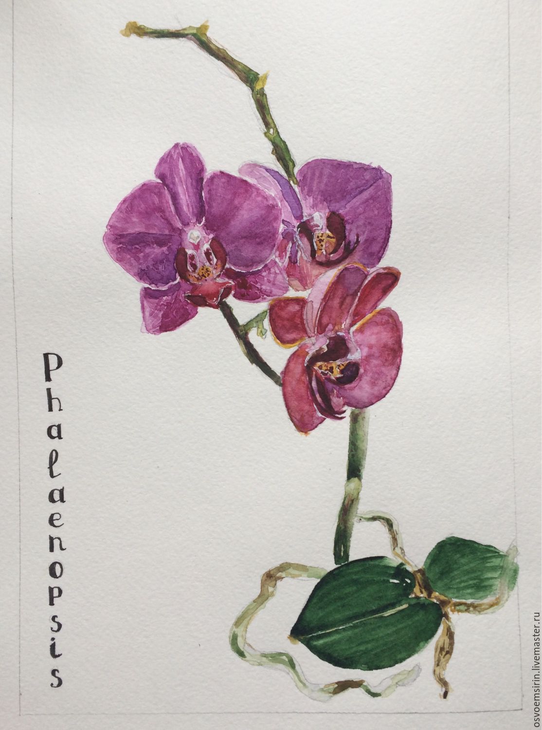 1114x1500 Orchid, Watercolor Shop Online On Livemaster With Shipping - Orchid Watercolor