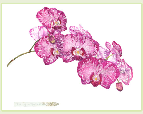 490x390 Botanical Artist P. A. Kessler Watercolors Gallery - Orchid Watercolor
