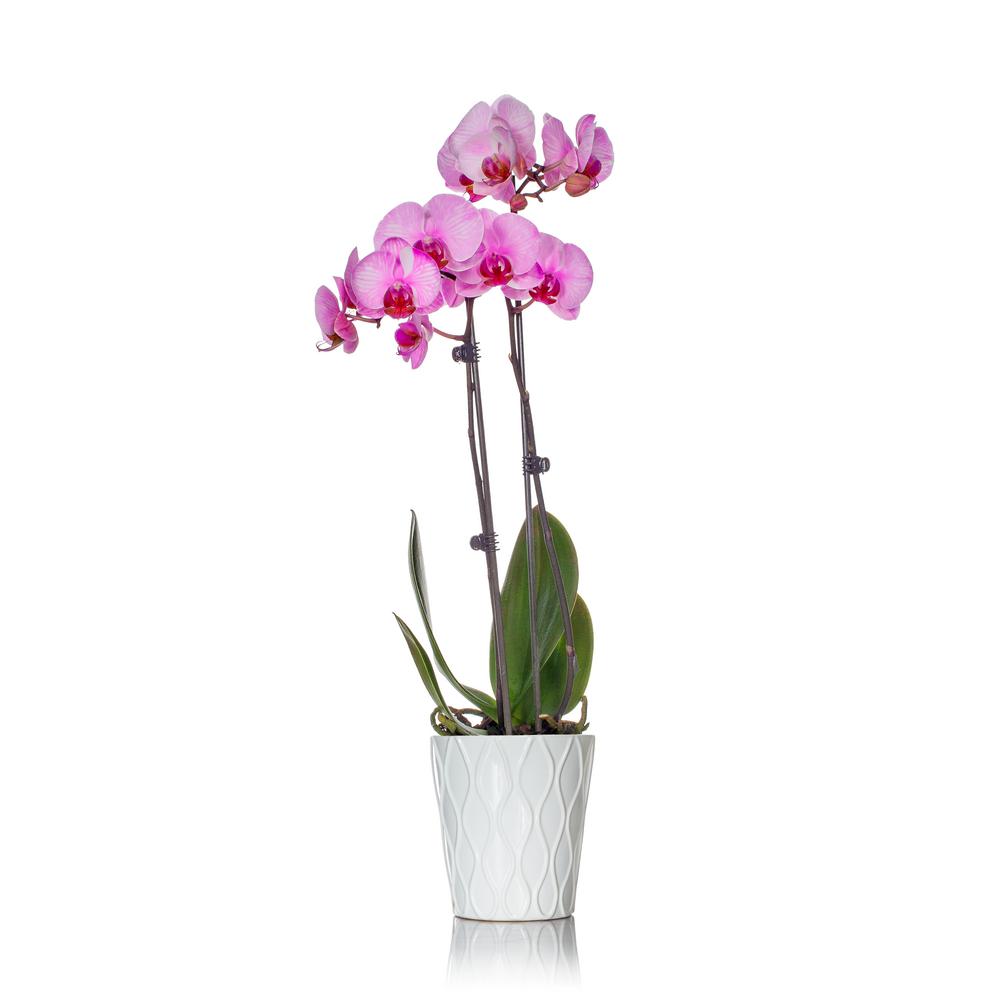 1000x1000 Classic Pink Watercolor Orchid In Ceramic Pot 406709 - Orchid Watercolor