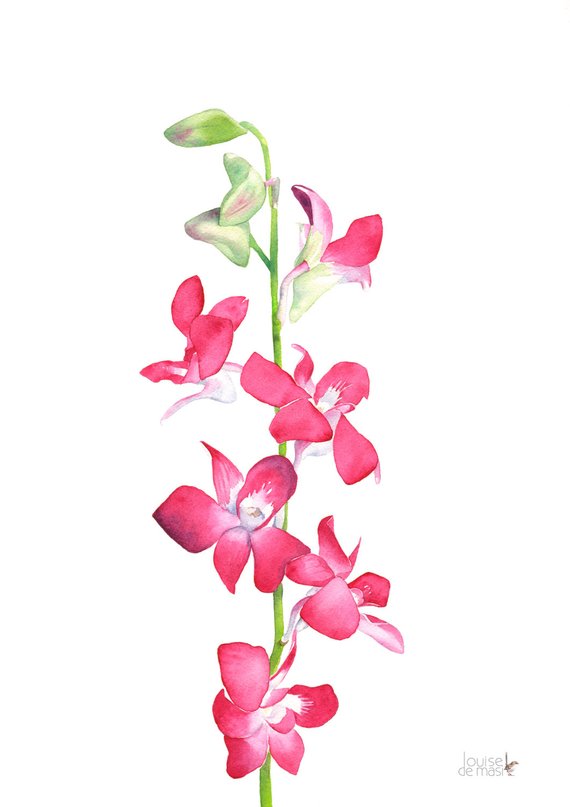 570x807 Singapore Orchid Watercolour Painting So10916 Singapore Etsy - Orchid Watercolor