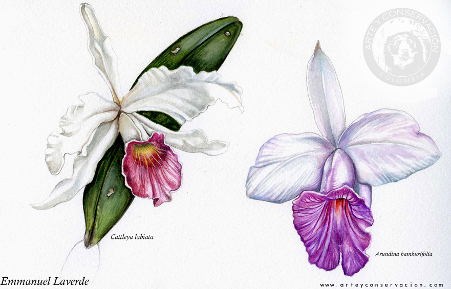 881x565 Sketching In Nature Orchid Watercolor - Orchid Watercolor