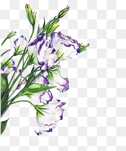 260x310 Watercolor Orchid Png Images Vectors And Psd Files Free - Orchid Watercolor