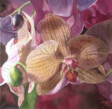 375x367 Pink Orchid Watercolor Painting By Alfred Ng Saatchi Art - Orchid Watercolor