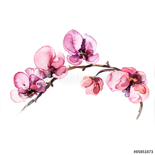 500x498 The Watercolor Flowers Orchid Isolated On The White Background - Orchid Watercolor