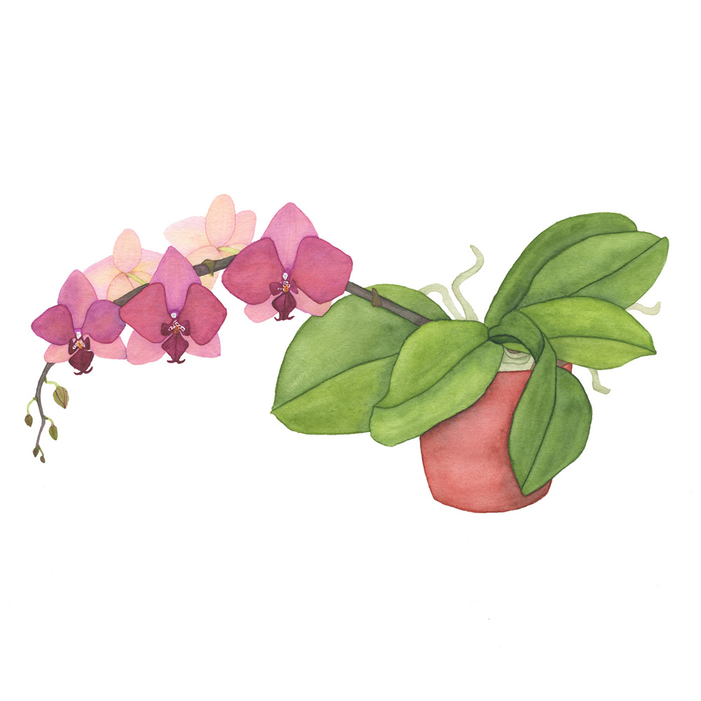 1000x1000 Garnet Orchid Watercolor Painting My Giant Strawberry - Orchid Watercolor
