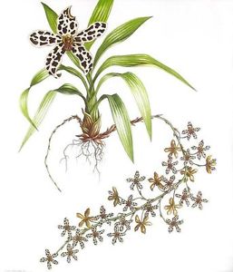 257x300 Grammatophyllum Orchid, Watercolor Painting By Dianne Coleman - Orchid Watercolor