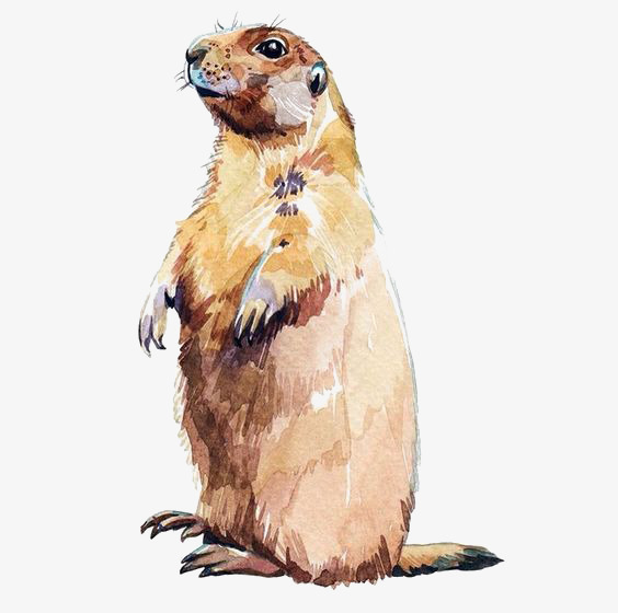564x560 Watercolor Otter, Watercolor Clipart, Hand Painted Otter, Small - Otter Watercolor