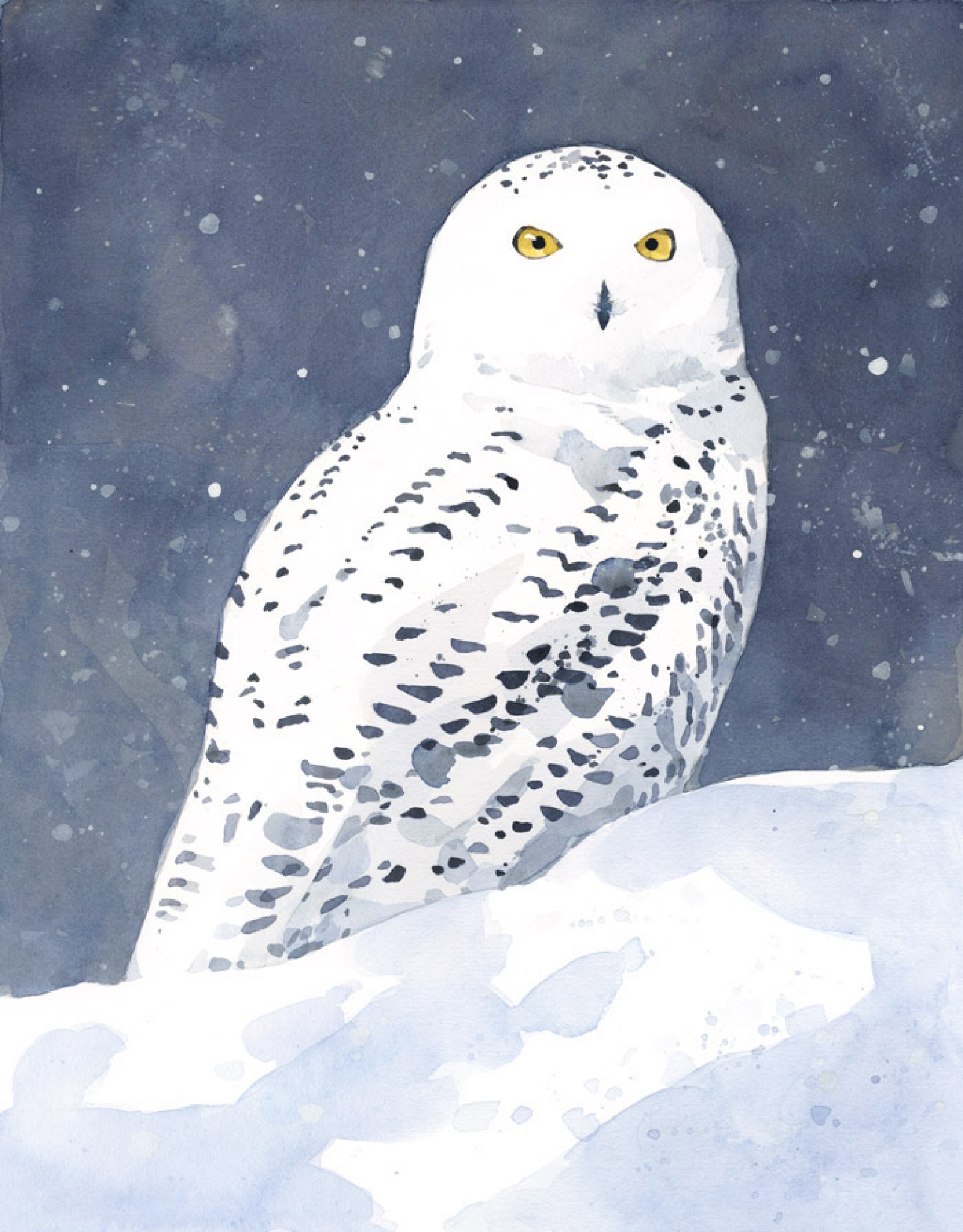 1600x2048 Snowy Owl Watercolor Art Print 11x14 David Scheirer Watercolors - Owl Watercolor