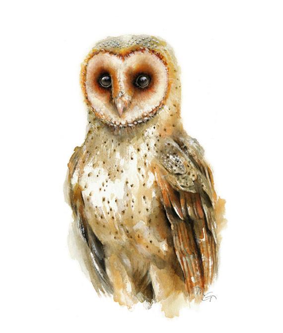 570x670 Barn Owl Watercolor Archival Print Mira Guerquin Watercolors - Owl Watercolor