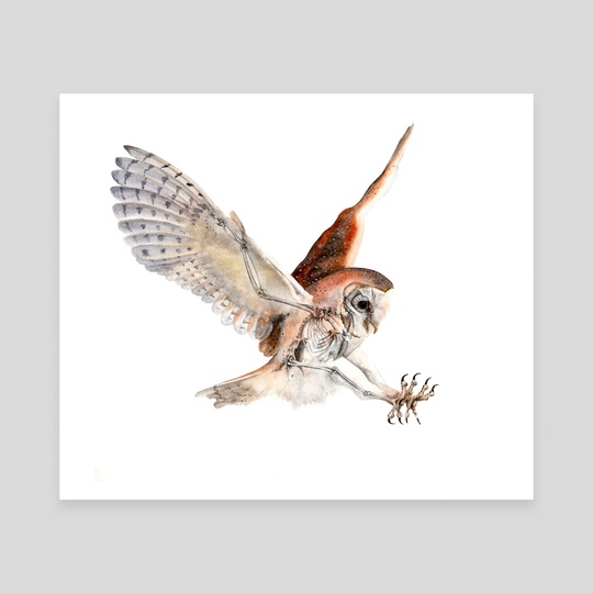 540x540 Barn Owl Watercolor Skeleton, An Art Canvas By Jp Lara - Owl Watercolor