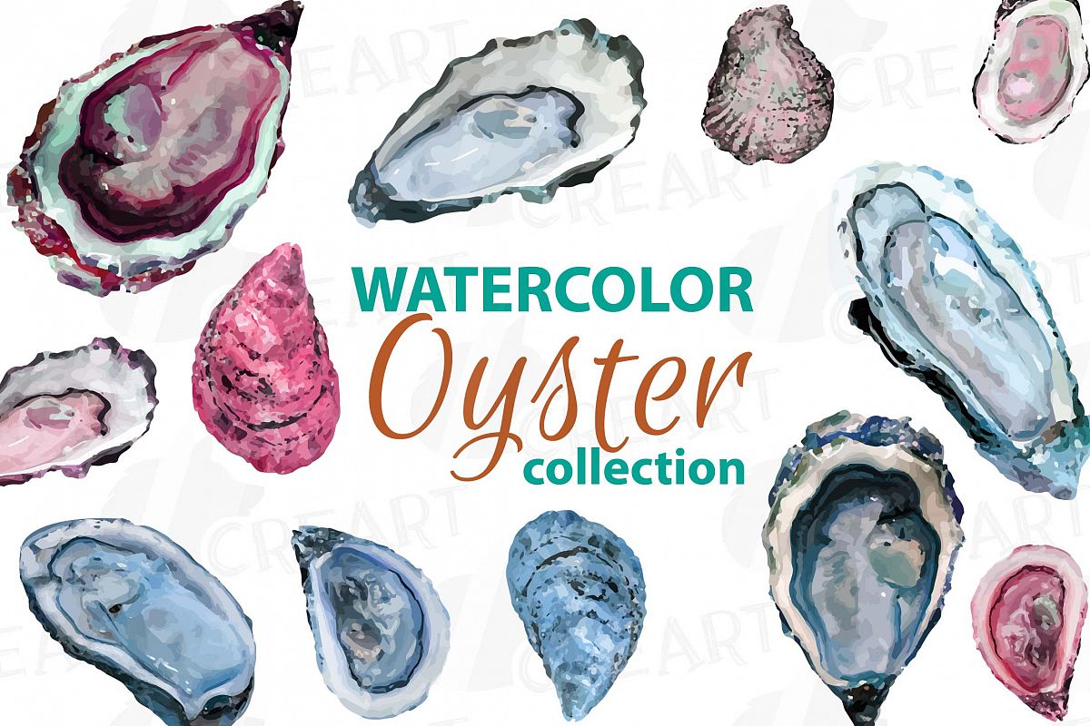 1200x800 Oyster Watercolor Clip Art Pack, Tropical Collection. Png, Jpg - Oyster Watercolor