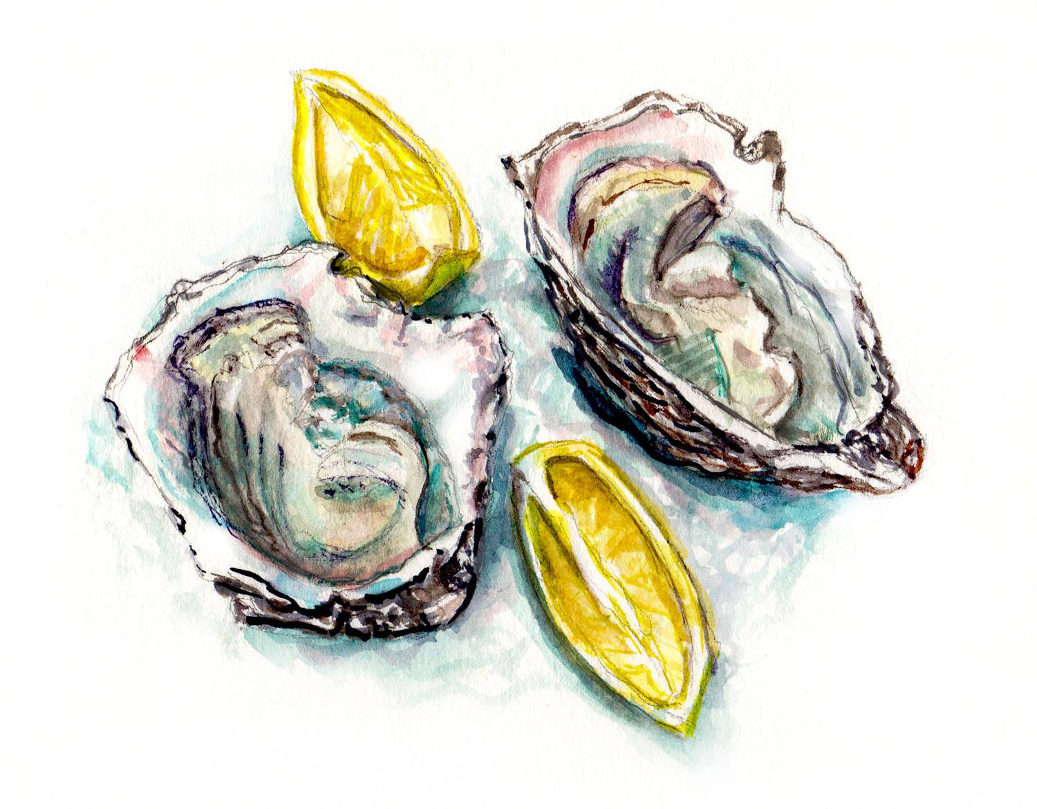 Oyster Watercolor at Explore collection of Oyster