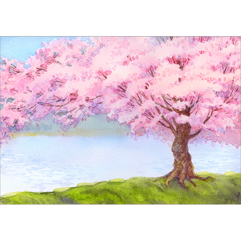 800x800 Funnytree Photography Background Pink Sakura Blossoms Tree Spring - Painting Background Trees In Watercolor