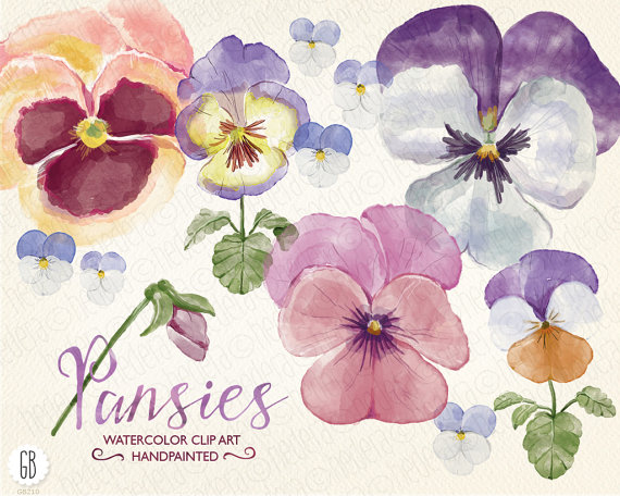 570x456 Watercolor Pansies, Pansy, Hand Painted Spring Flowers, Viola - Painting Pansies In Watercolour