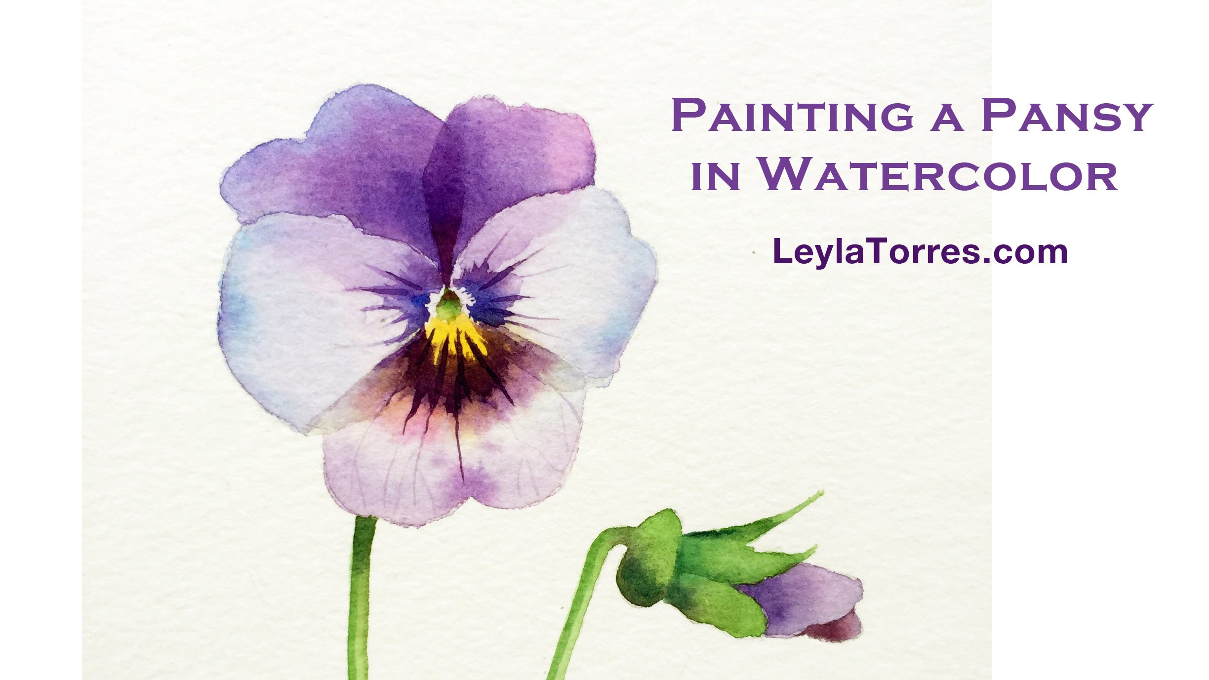 2448x1377 Watercolor Pansy - Painting Pansies In Watercolour
