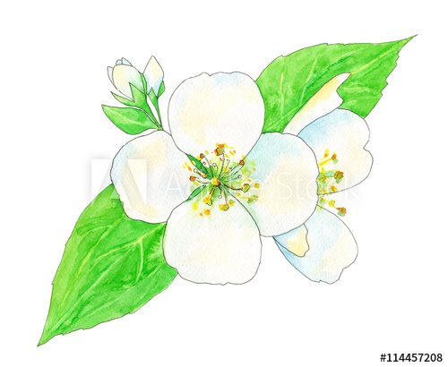 Painting White Flowers In Watercolor at PaintingValley.com | Explore ...