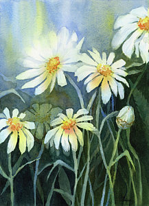 217x300 Daisy Watercolor Paintings Fine Art America - Paintings Of Daisies In Watercolor