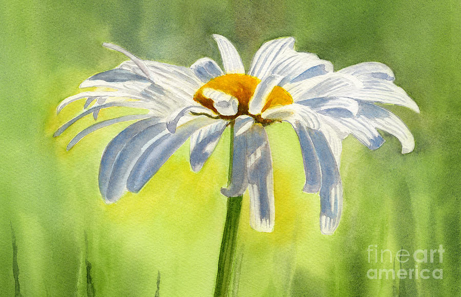 900x580 Single White Daisy Blossom Painting By Sharon Freeman - Paintings Of Daisies In Watercolor