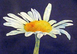 300x210 Watercolor Paintings Of Daisies - Paintings Of Daisies In Watercolor