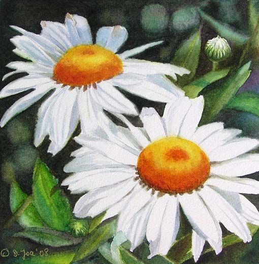 510x519 White Daisies - Paintings Of Daisies In Watercolor