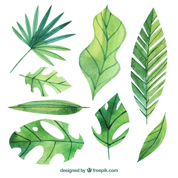 626x626 Set Of Watercolor Palm Leaves Vector Free Download - Palm Leaves Watercolor