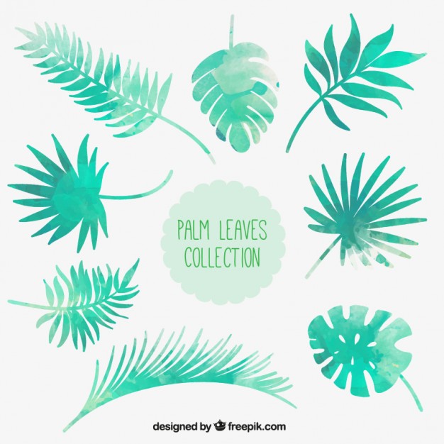 626x626 Watercolor Palm Leaves Collection Vector Free Download - Palm Leaves Watercolor
