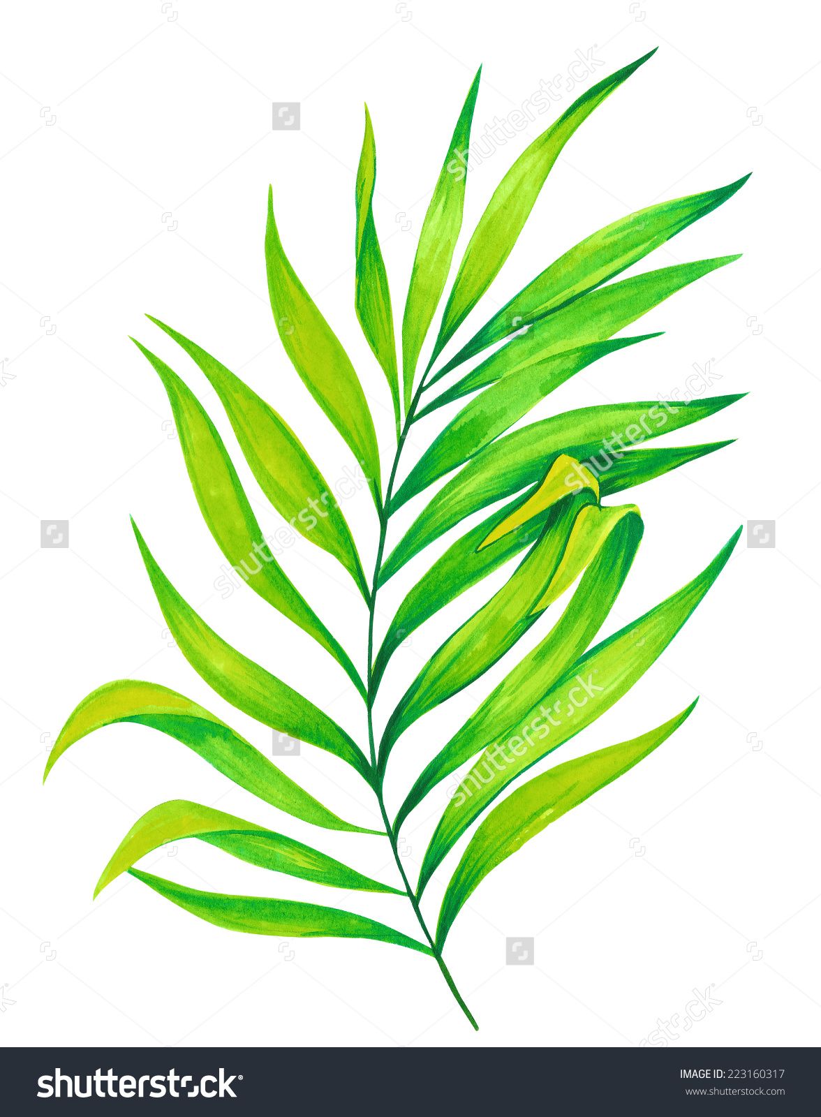 1176x1600 Single Palm Leaf. Watercolor Illustration. Botanical - Palm Leaves Watercolor