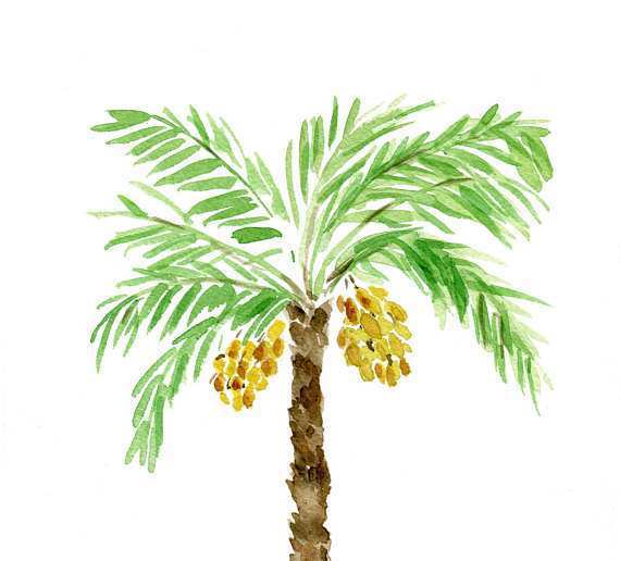 570x516 Palm Tree Painting New Palm Tree Art Print Of Original Watercolor - Palm Tree Watercolor Paintings