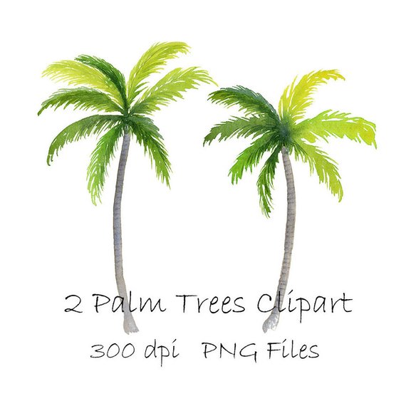 570x570 Watercolor Palm Tree Clipart Tropical Png Instant Download Etsy - Palm Tree Watercolor Paintings