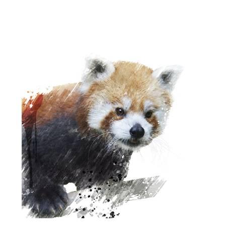 473x473 Red Panda Watercolor Prints By Sunnys - Panda Watercolor