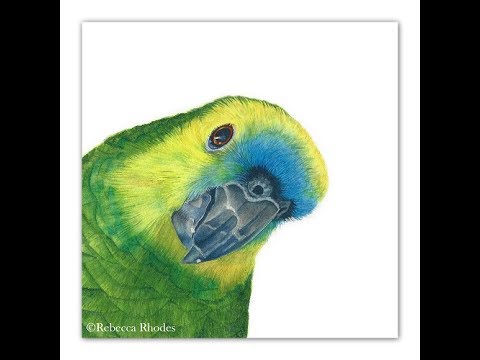 480x360 How To Paint A Parrot In Watercolor - Parakeet Watercolor