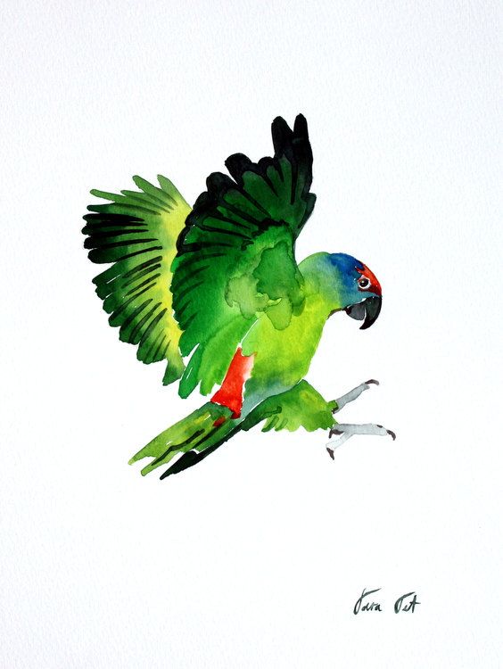 564x750 Parakeet - Parakeet Watercolor