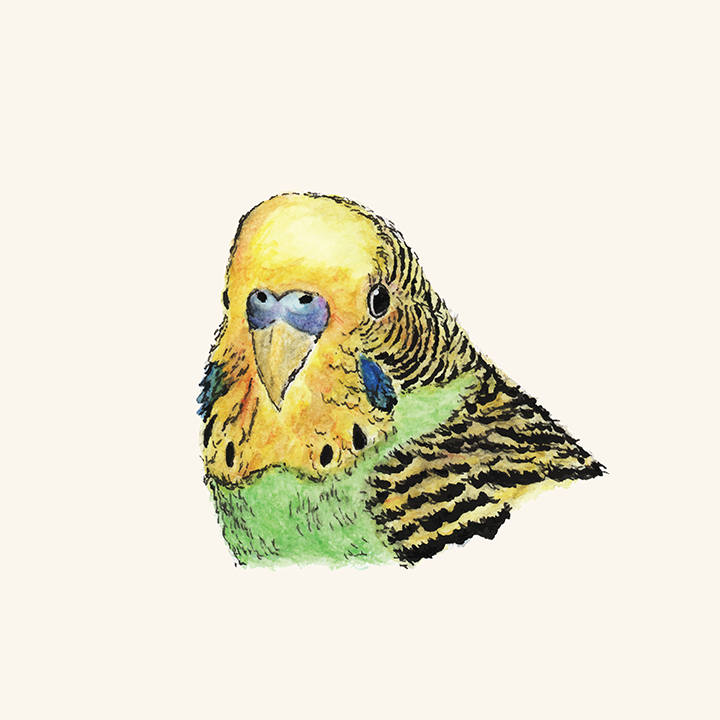 720x720 Prettyboy The Green Parakeet Dan Tabata - Parakeet Watercolor