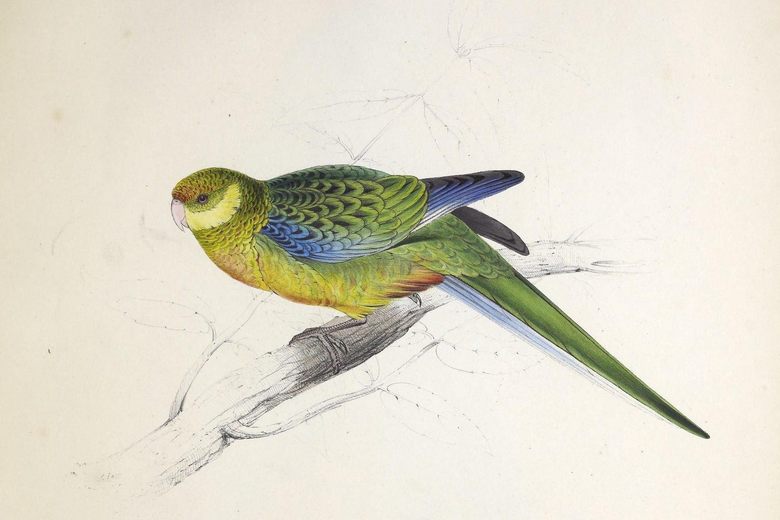 780x520 Before Edward Lear Was A Limerick Genius, He Was A Teenage Parrot - Parakeet Watercolor