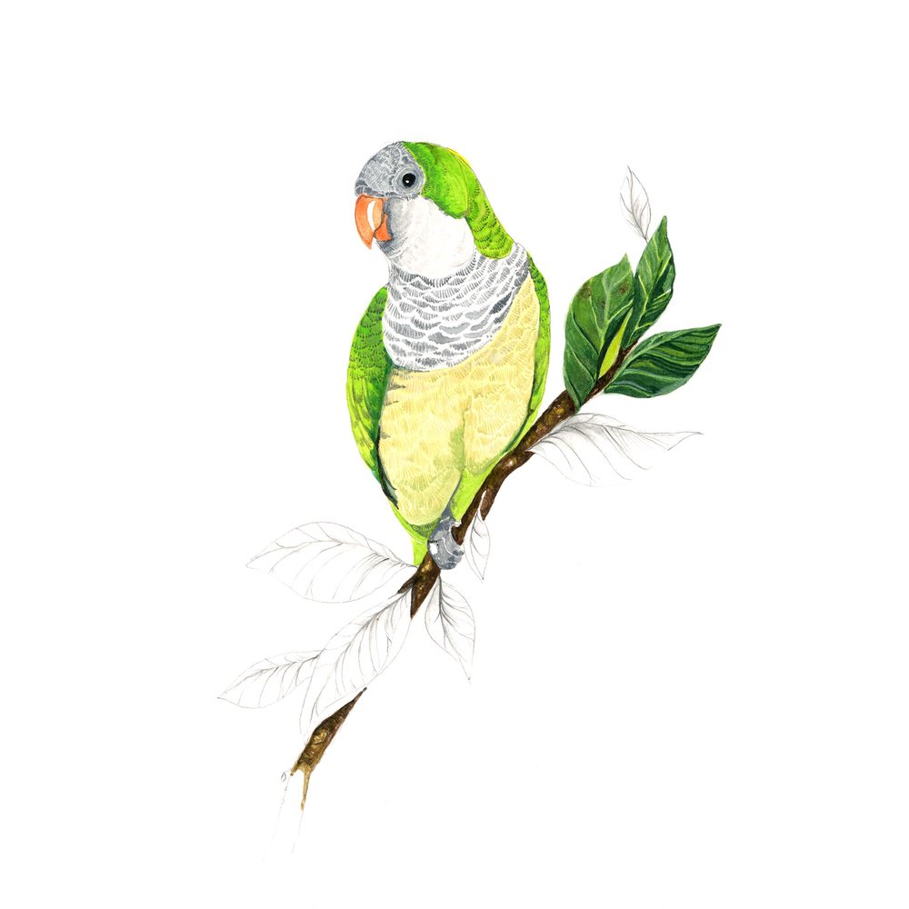 1000x1000 Paint - Parakeet Watercolor