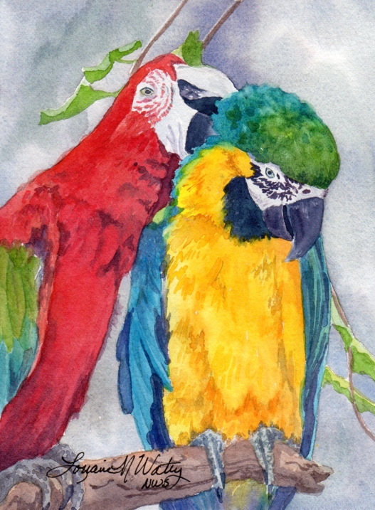 527x717 Watercolor Reflections Watercolor Study For Parrot Painting - Parrot Watercolor