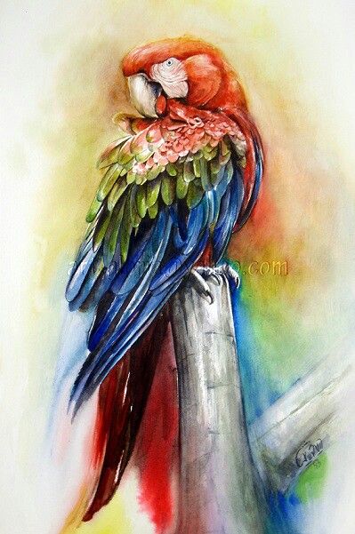 399x601 Parrot Watercolor Painting My Paintings ) In 2018 - Parrot Watercolor