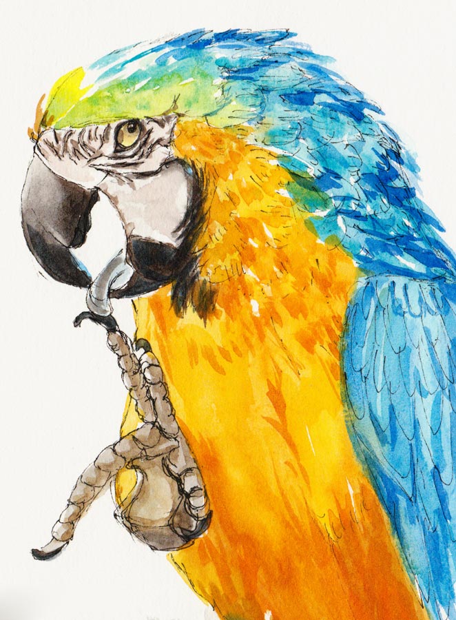 662x900 Parrot Watercolor Painting Jana Bouc, Artist - Parrot Watercolor