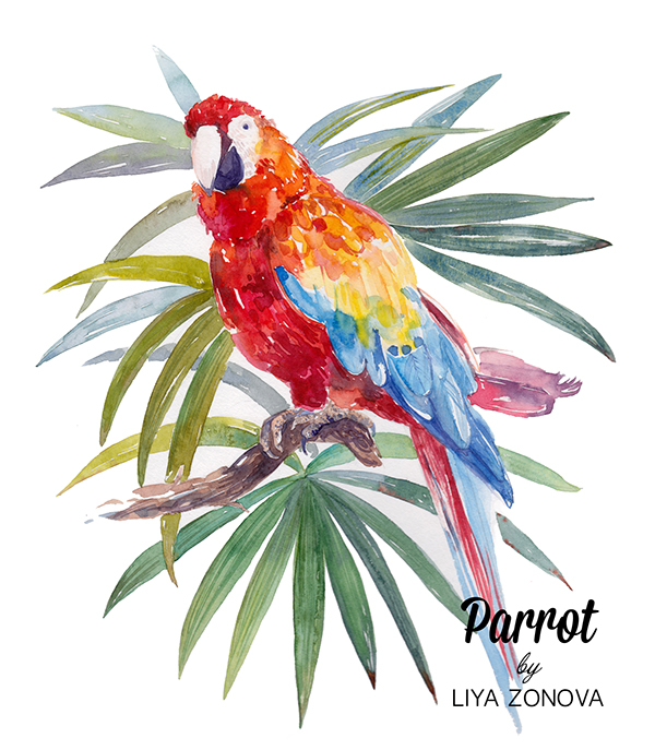600x687 Watercolor Illustration And Pattern With Parrot On Behance - Parrot Watercolor