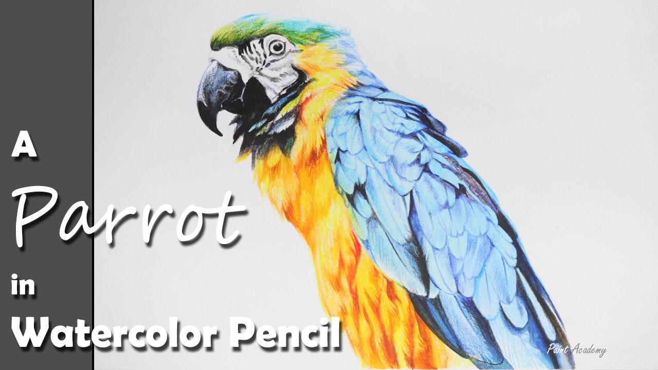 1280x720 How To Paint A Parrot In Watercolor Pencil - Parrot Watercolor