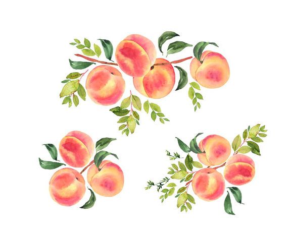 570x456 Peaches Watercolor Clipart, Peaches Illustration, Watercolor Fruit - Peach Watercolor