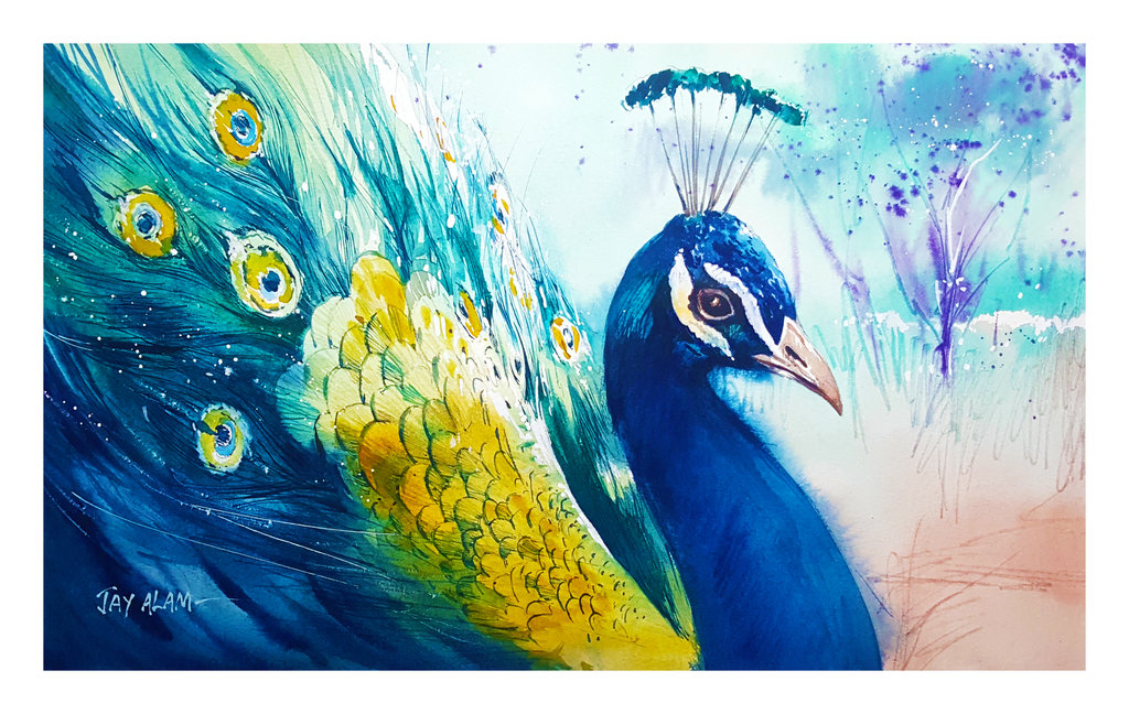 1024x648 Peacock - Peacock Watercolor