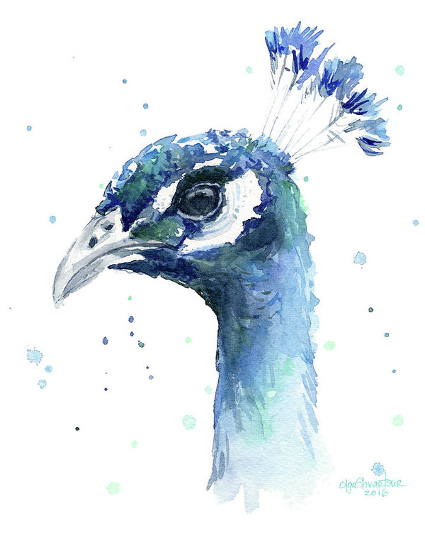 600x751 Peacock Watercolor Art Print By Olga Shvartsur - Peacock Watercolor