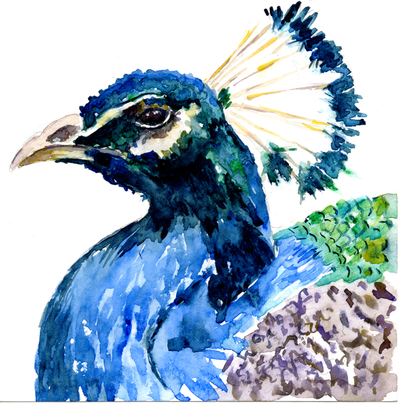 800x805 Peacock Watercolor Painting - Peacock Watercolor