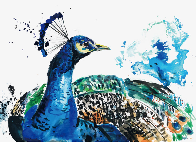 650x469 Vector Watercolor Peacock, Watercolor Vector, Peacock Vector - Peacock Watercolor