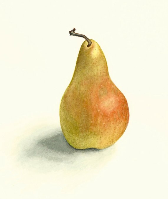 570x674 Original Realistic Pear Watercolor Digital Print 6x8 On Acid Etsy - Pear Watercolor