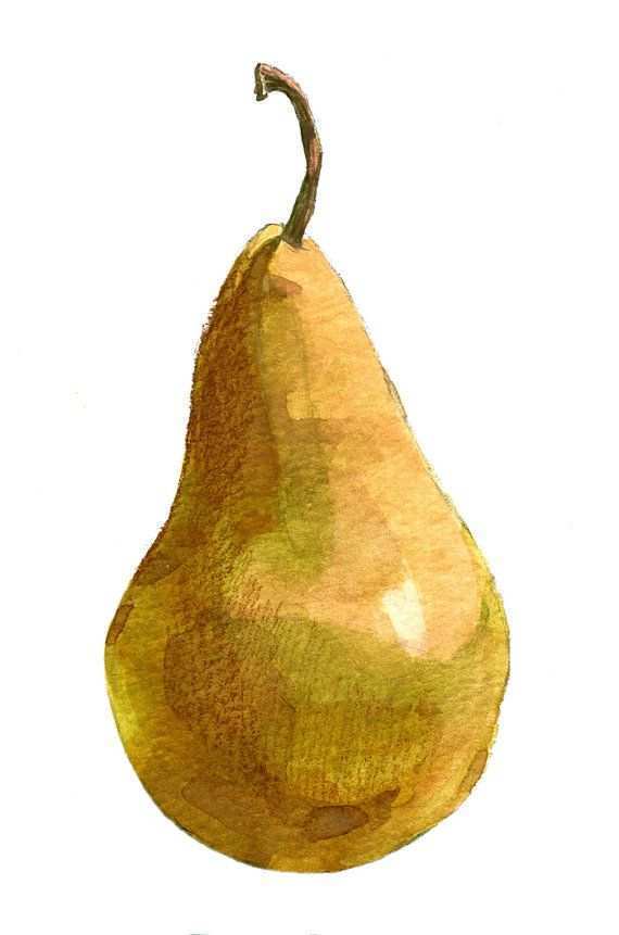 570x861 Pear Painting Fresh Pear Watercolor Fruit Art Fruit Print Pear - Pear Watercolor