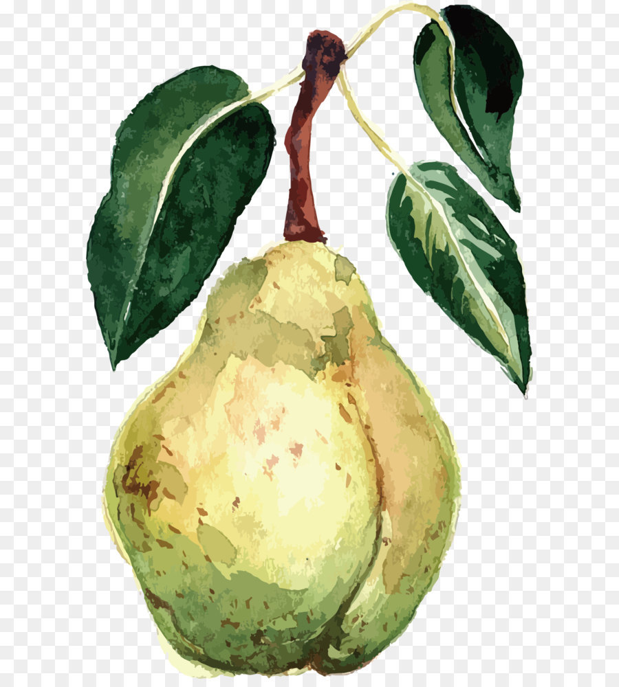 900x1000 Pear Watercolor Painting Fruit Vector Packs - Pear Watercolor