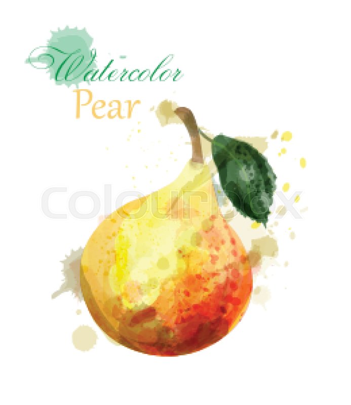 693x800 Pear Watercolor Isolated Vector. Juicy Colorful Fruits - Pear Watercolor